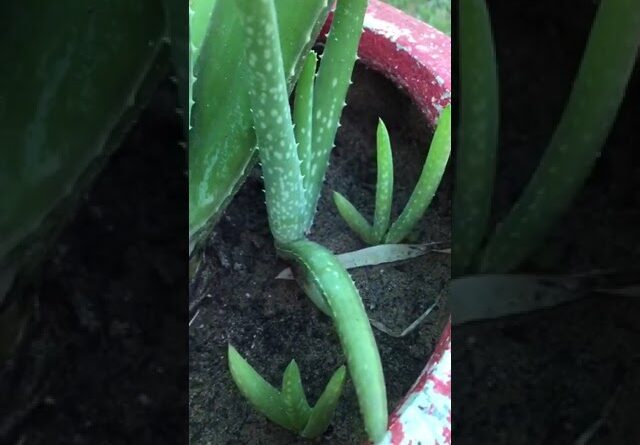 Aloe Vera At Home | Shorts Video Aloe Vera #shorts  #aloevera #shorts #aloeveragarden #93