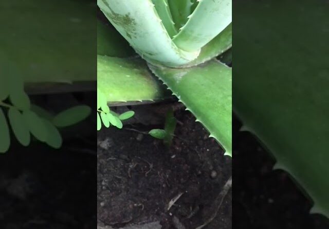 Aloe Vera At Home | Shorts Video Aloe Vera #shorts  #aloevera #shorts #aloeveragarden #94