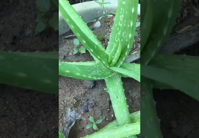 Aloe Vera At Home | Shorts Video Aloe Vera #shorts  #aloevera #shorts #aloeveragarden #97