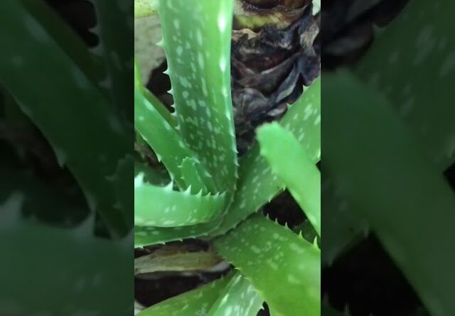 Aloe Vera At Home | Shorts Video Aloe Vera #shorts  #aloevera #shorts #aloeveragarden #98