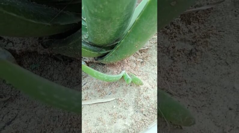 Aloe Vera