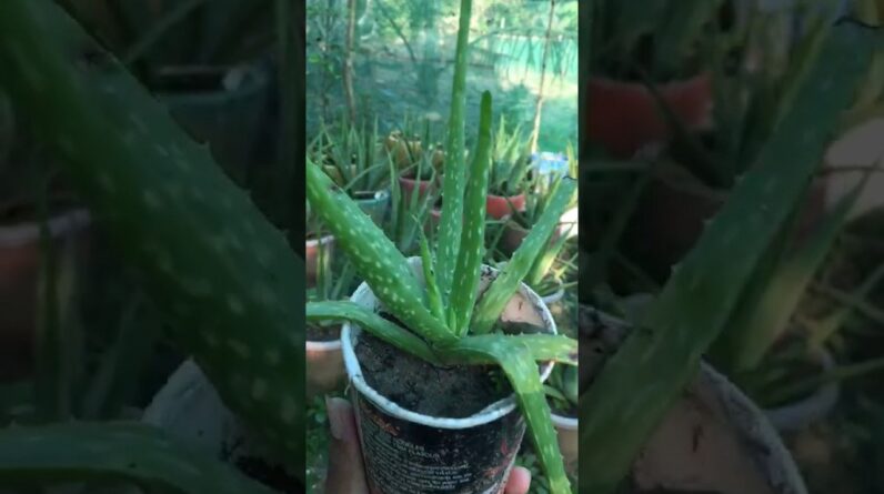 Aloe Vera #aloevera #trending #aloeveragarden