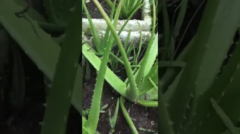 Aloe Vera At Home |  Aloe Vera Plant #aloevera #shorts #126