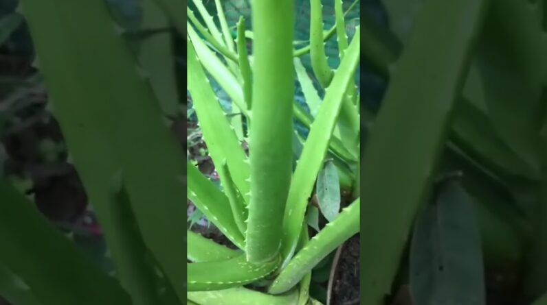 Aloe Vera At Home |  Aloe Vera Plant #aloevera #shorts #129