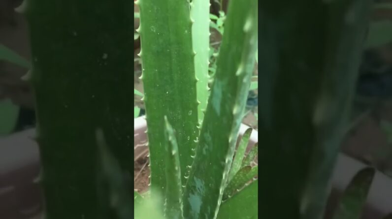 Aloe Vera At Home |  Aloe Vera Plant #aloevera #shorts #130