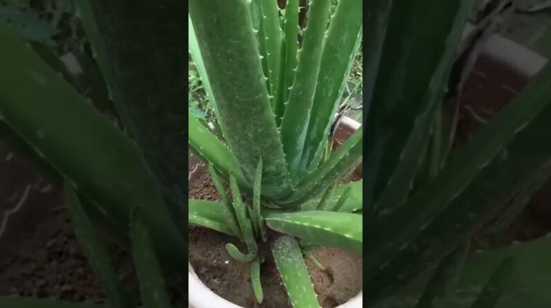 Aloe Vera At Home |  Aloe Vera Plant #aloevera #shorts #131