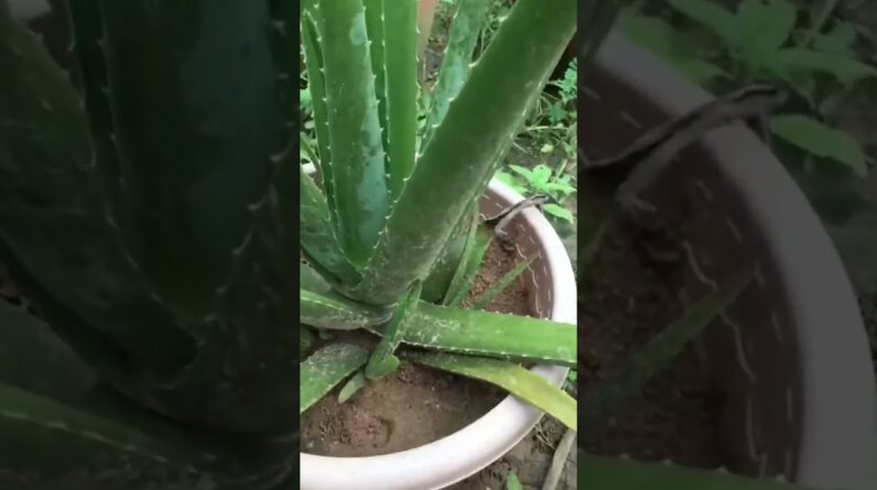 Aloe Vera At Home |  Aloe Vera Plant #aloevera #shorts #132