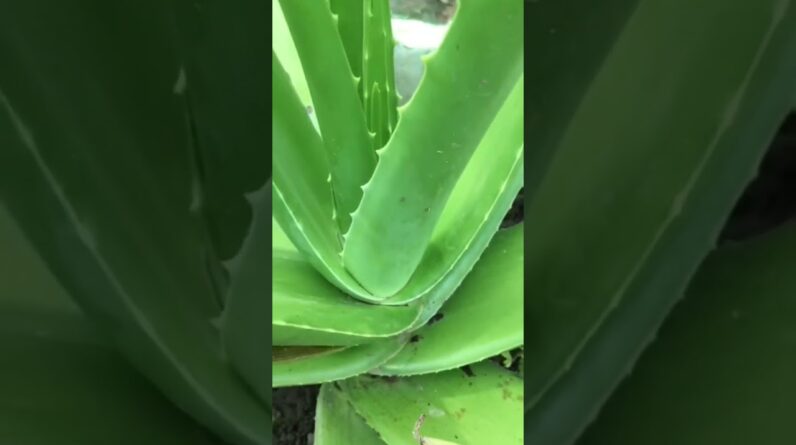 Aloe Vera At Home |  Aloe Vera Plant #aloevera #shorts #133