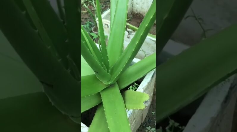 Aloe Vera At Home |  Aloe Vera Plant #aloevera #shorts #134