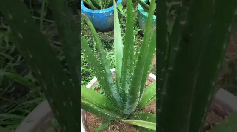 Aloe Vera At Home |  Aloe Vera Plant #aloevera #shorts #135