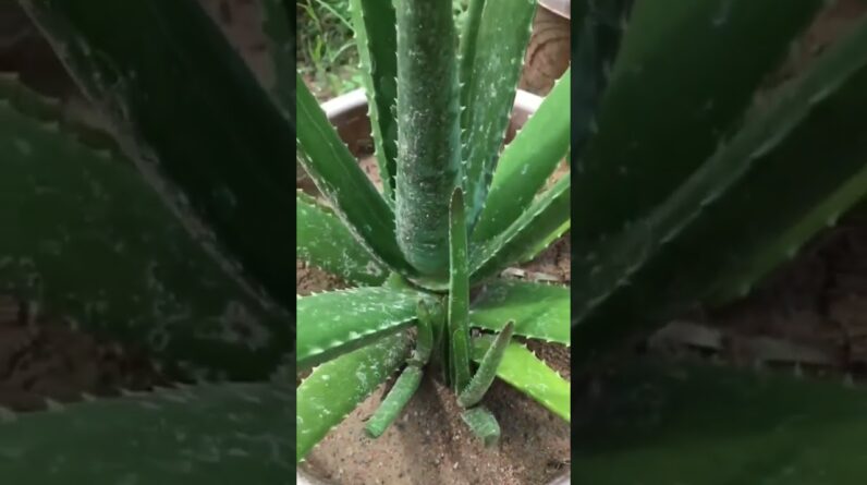 Aloe Vera At Home |  Aloe Vera Plant #aloevera #shorts #136