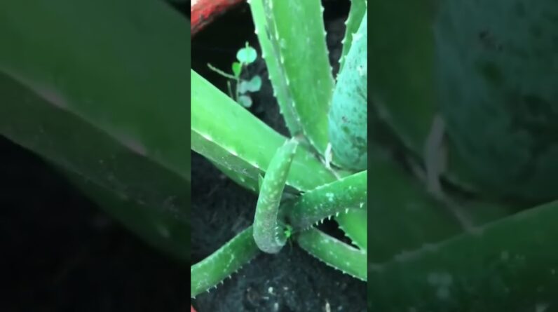 Aloe Vera At Home |  Aloe Vera Plant #aloevera #shorts #137