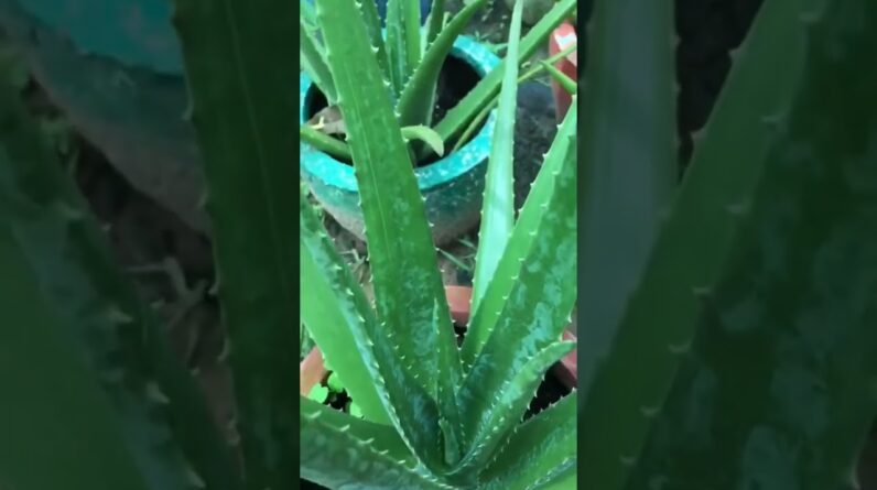 Aloe Vera At Home |  Aloe Vera Plant #aloevera #shorts #138