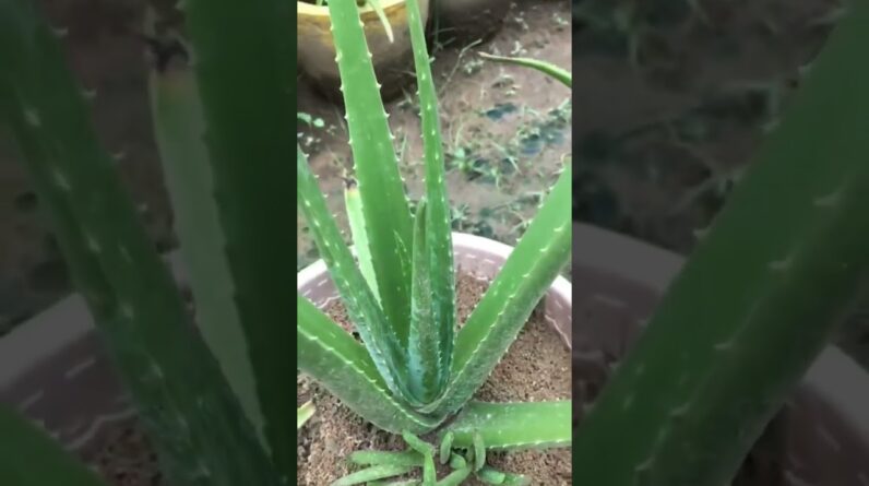 Aloe Vera At Home |  Aloe Vera Plant #aloevera #shorts #140