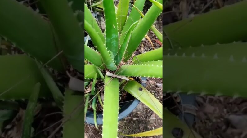 Aloe Vera At Home |  Aloe Vera Plant #aloevera #shorts #142