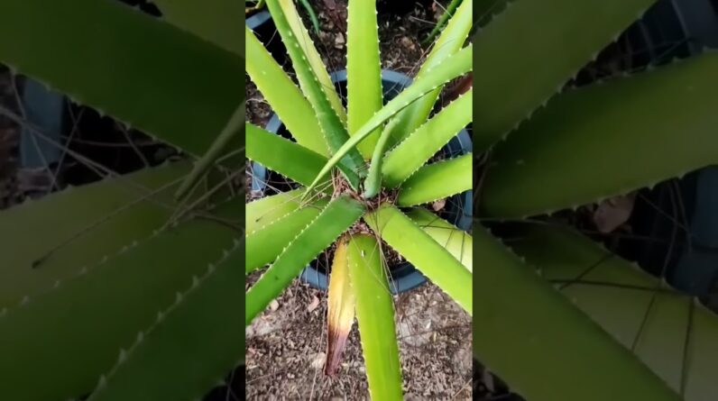 Aloe Vera At Home |  Aloe Vera Plant #aloevera #shorts #143