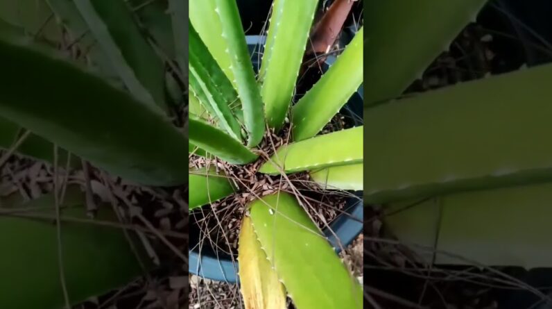 Aloe Vera At Home |  Aloe Vera Plant #aloevera #shorts #144