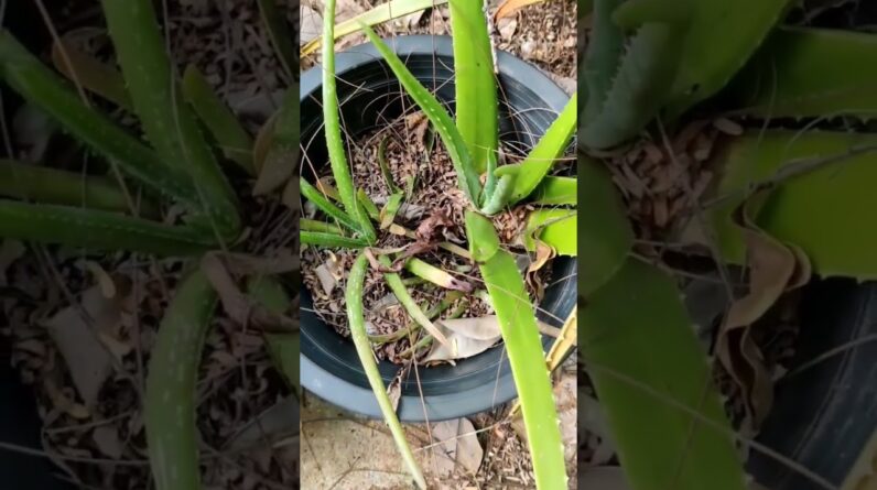 Aloe Vera At Home |  Aloe Vera Plant #aloevera #shorts #145