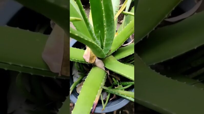 Aloe Vera At Home |  Aloe Vera Plant #aloevera #shorts #146