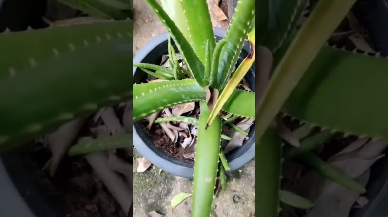 Aloe Vera At Home |  Aloe Vera Plant #aloevera #shorts #147