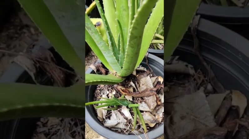 Aloe Vera At Home |  Aloe Vera Plant #aloevera #shorts #148