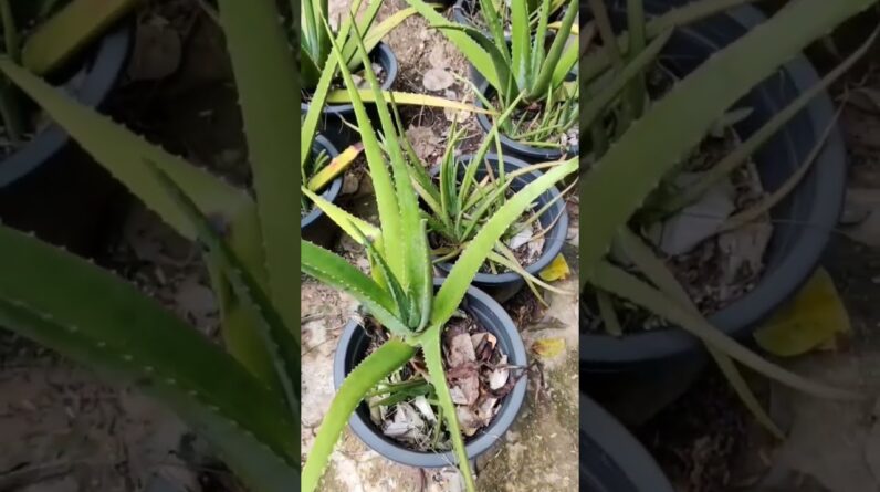 Aloe Vera At Home |  Aloe Vera Plant #aloevera #shorts #149