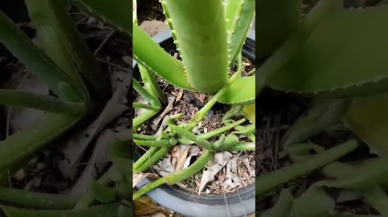 Aloe Vera At Home |  Aloe Vera Plant #aloevera #shorts #150