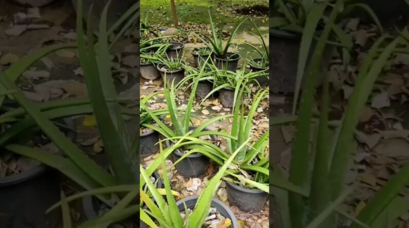 Aloe Vera At Home |  Aloe Vera Plant #aloevera #shorts #152