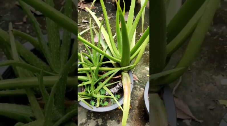 Aloe Vera At Home |  Aloe Vera Plant #aloevera #shorts #153