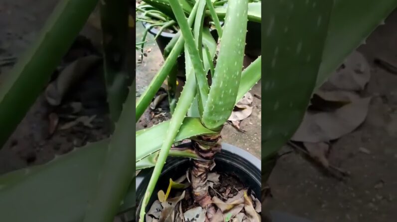 Aloe Vera At Home |  Aloe Vera Plant #aloevera #shorts #155