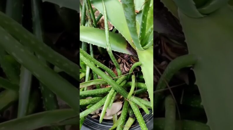 Aloe Vera At Home |  Aloe Vera Plant #aloevera #shorts #156