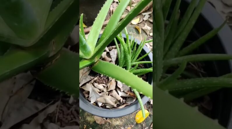 Aloe Vera At Home |  Aloe Vera Plant #aloevera #shorts #157