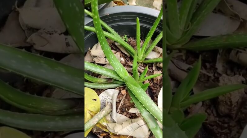 Aloe Vera At Home |  Aloe Vera Plant #aloevera #shorts #160