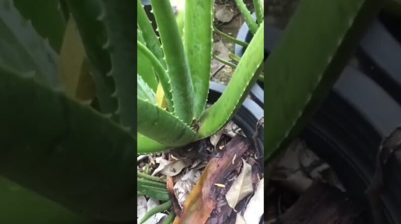 Aloe Vera At Home |  Aloe Vera Plant #aloevera #shorts #161