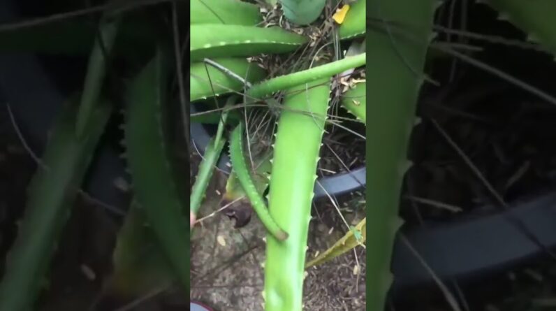 Aloe Vera At Home |  Aloe Vera Plant #aloevera #shorts #164