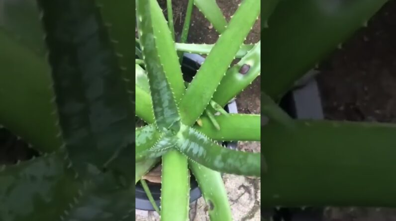 Aloe Vera At Home |  Aloe Vera Plant #aloevera #shorts #169