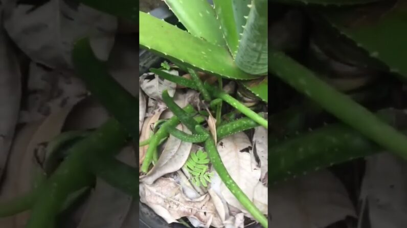 Aloe Vera At Home |  Aloe Vera Plant #aloevera #shorts #171