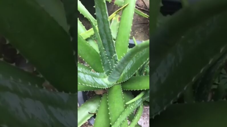 Aloe Vera At Home |  Aloe Vera Plant #aloevera #shorts #174