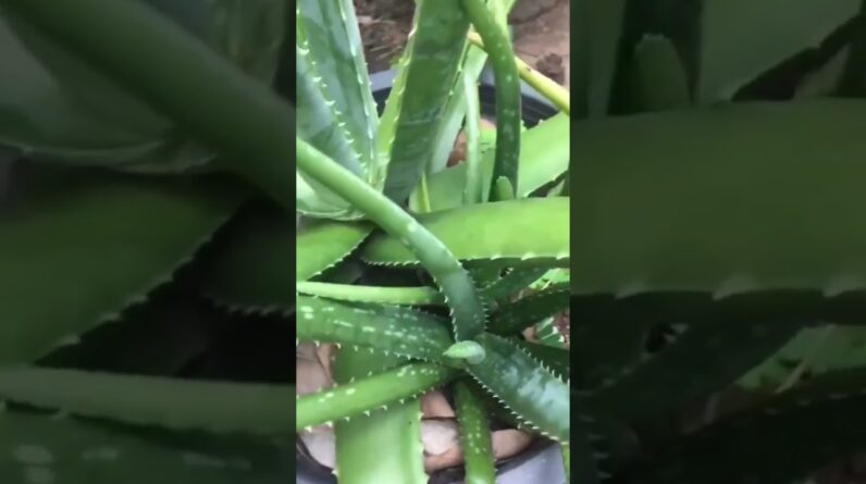 Aloe Vera At Home |  Aloe Vera Plant #aloevera #shorts #175