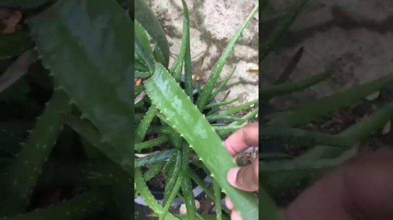 Aloe Vera At Home |  Aloe Vera Plant #aloevera #shorts #177