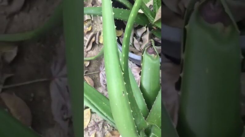 Aloe Vera At Home |  Aloe Vera Plant #aloevera #shorts #180