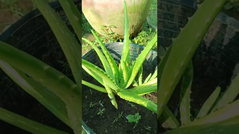 Aloe Vera Cut