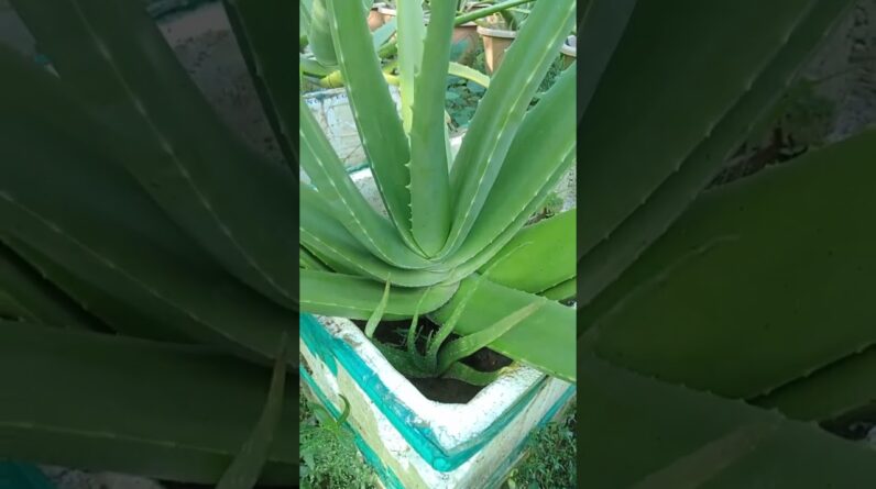 Aloe Vera Garden #aloevera #aloeveragarden #trending #04