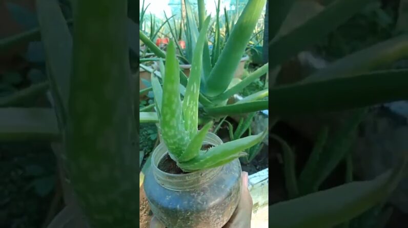 Aloe Vera Garden #aloevera #aloeveragarden #trending #05