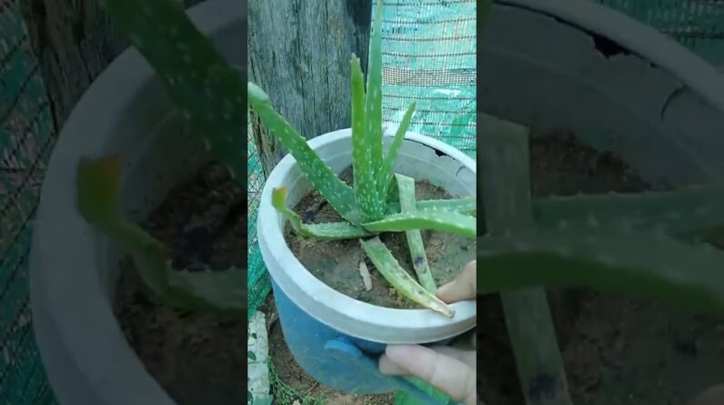 Aloe Vera Garden #aloevera #aloeveragarden #trending #06