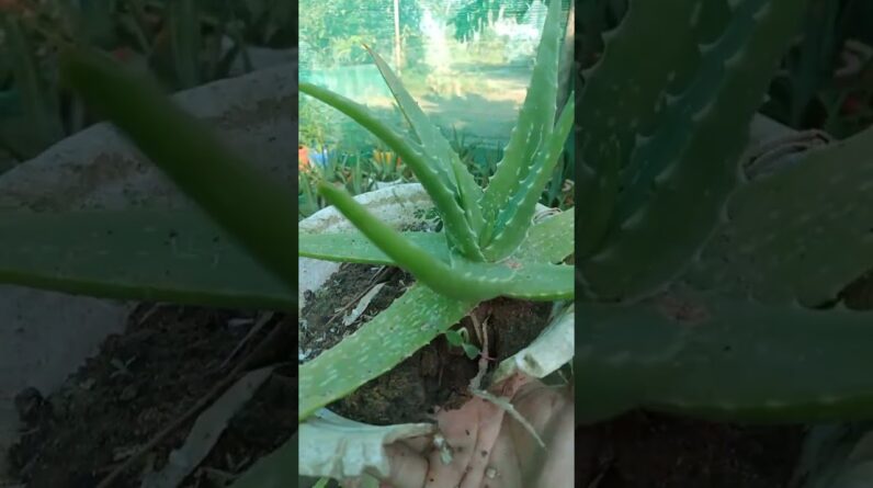 Aloe Vera Garden #aloevera #aloeveragarden #trending #07