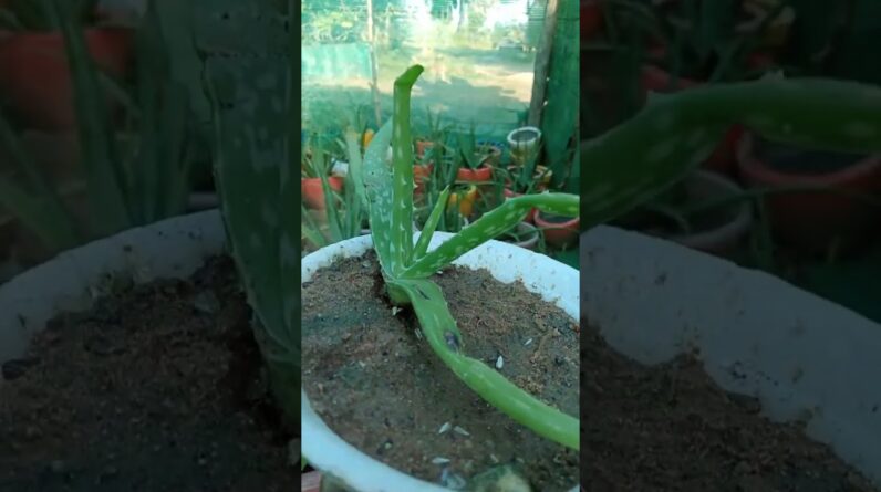 Aloe Vera Garden #aloevera #aloeveragarden #trending #08