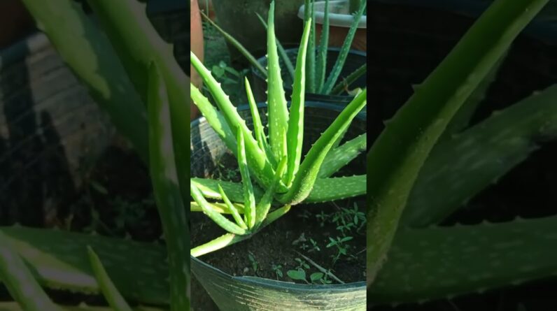 Aloe Vera Garden #aloevera #aloeveragarden #trending #10