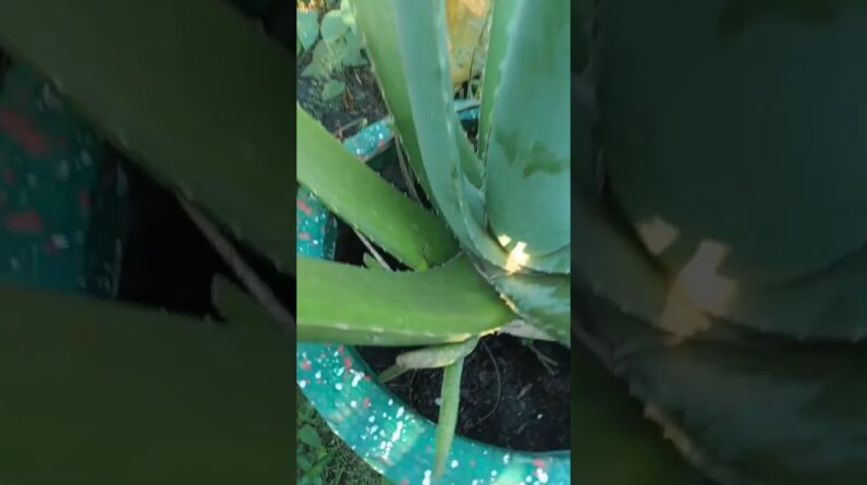 Aloe Vera Garden #aloevera #aloeveragarden #trending #13