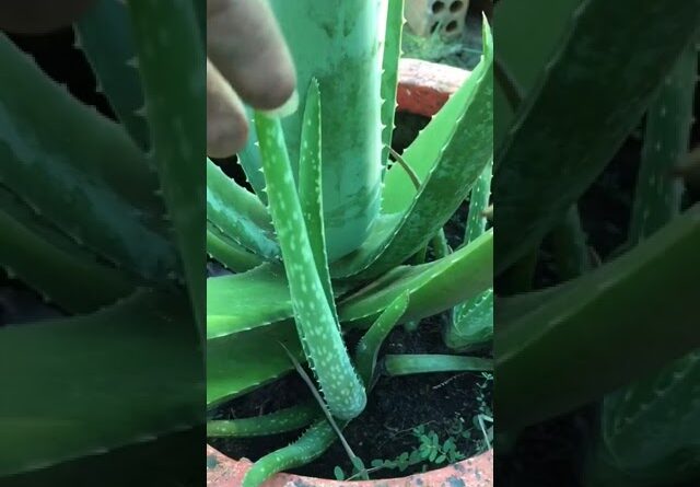 Aloe Vera Garden #aloevera